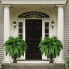 Forever Fresh Fern – Lush Greenery That Lasts Forever - 60% OFF