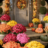 AutumnGlow Mums - A Perfect Fall Porch, Guaranteed + 50% OFF