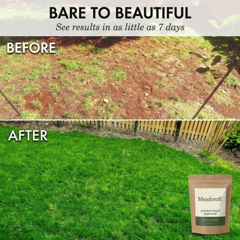 Tillage™ – Four-Season Evergreen, No-Mow, Pet-Friendly Lawn Grass Seeds + 50% OFF