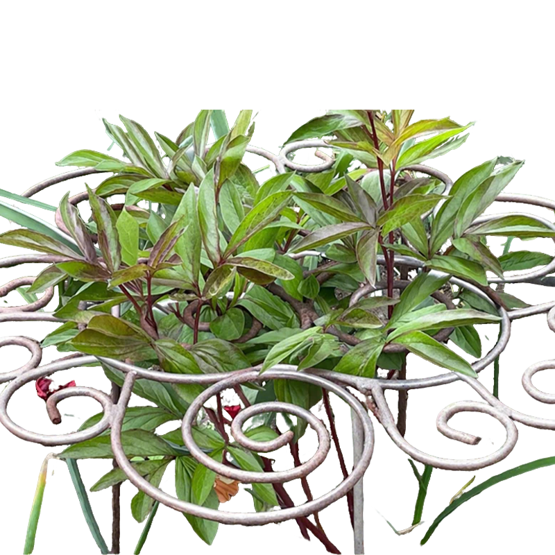 Filigra™ – Heavy-Duty Iron Scroll Peony &amp; Flower Support Frame + 50% OFF