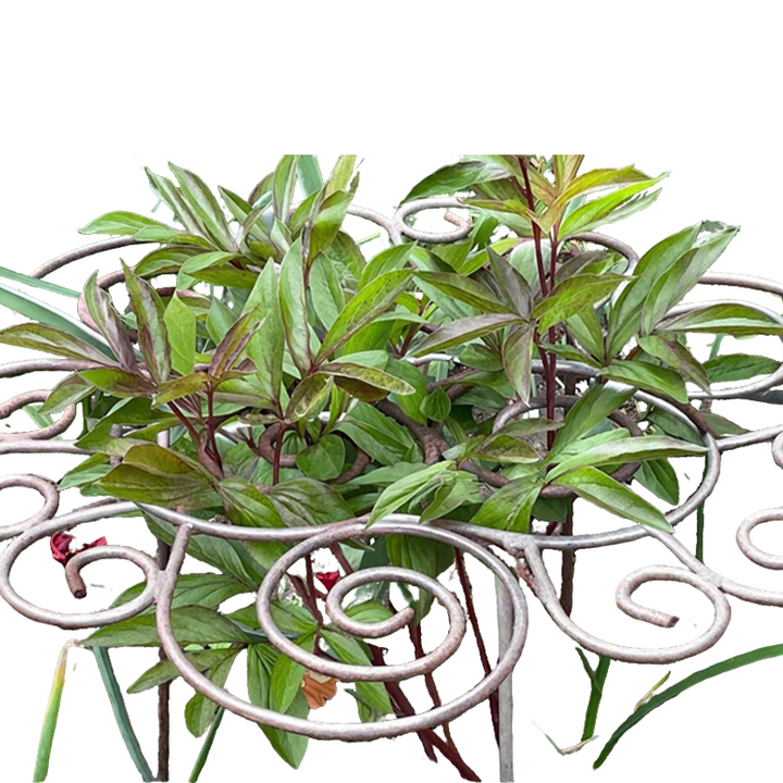 Filigra™ – Heavy-Duty Iron Scroll Peony &amp; Flower Support Frame + 50% OFF